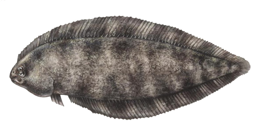 Symphurus nigrescens_05.jpg
